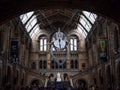 Hintze Hall, London Natural History Museum Royalty Free Stock Photo